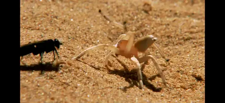 Spider wasp sp. () as shown in Africa - Kalahari